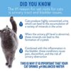 CATWATER by VETWATER | ph-Balanced and Mineral-Free Cat Water | Clinically Proven Urinary Formula | Helps Prevent Cat Urinary Issues, FLUTD | 135.2 oz, 2-Pk, Clear (CW60101-2) - Image 3