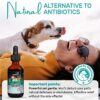 Natural Dog Antibiotics - Dog Ear Infection Treatment - Cat UTI Remedy - Dog UTI Treatment - Yeast Infection Treatment for Dogs - Broad Immune Support - by XanderPets USA 1200 Drops - Image 5