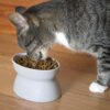 Kitty City Raised Cat Food Bowl Collection/Stress Free Pet Feeder and Waterer and Slow Feed Bowls - Image 5