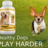 Amazing Turmeric for Dogs and Omega 3 Fish Oil for Dogs Bundle - Image 5