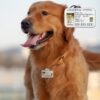 Personalized Pet Driver License ID Tags - Customized for your Pet! Add a touch of humor with funny cat and dog license ID tags. - Image 4